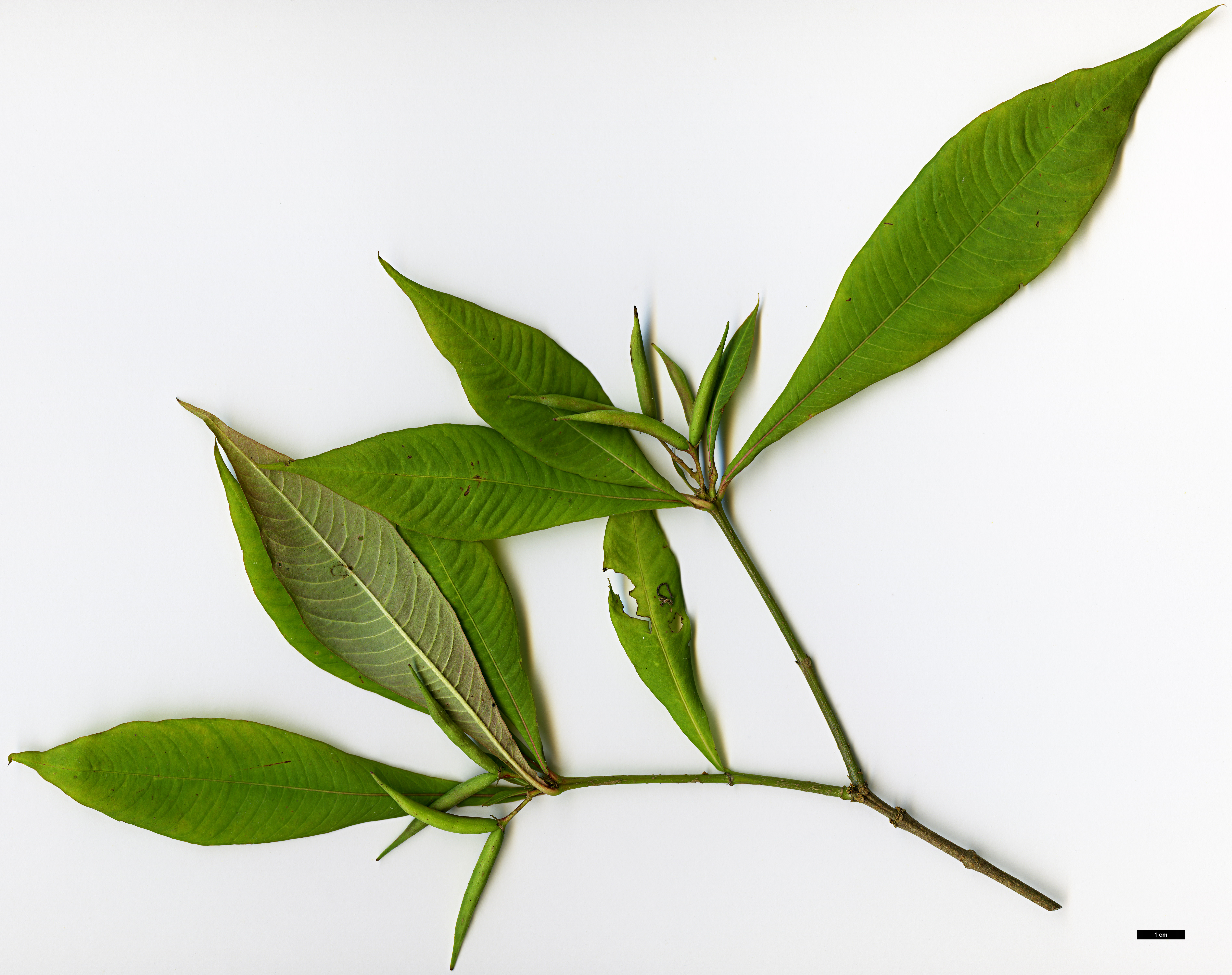 High resolution image: Family: Apocynaceae - Genus: Alstonia - Taxon: yunnanensis